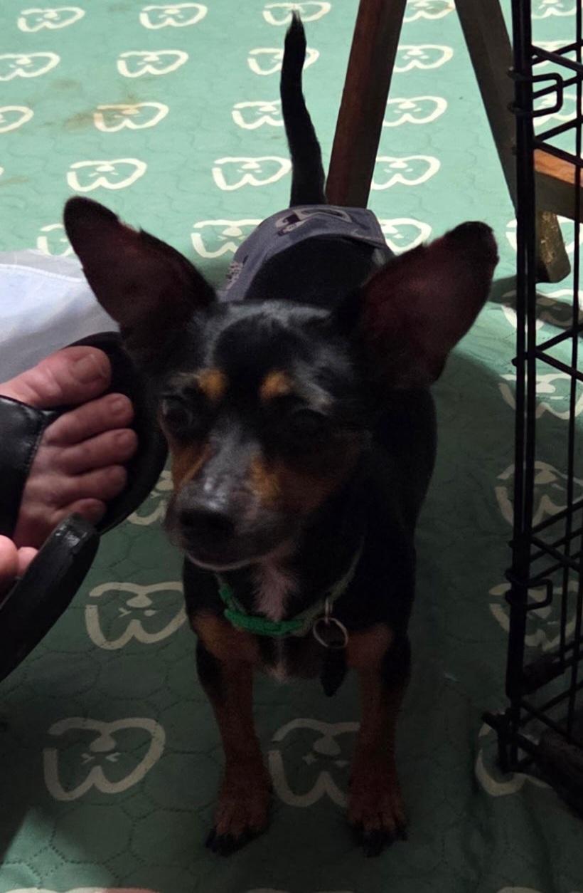 Taco, Adoptable, Adult Male Chihuahua & Miniature Dachshund.