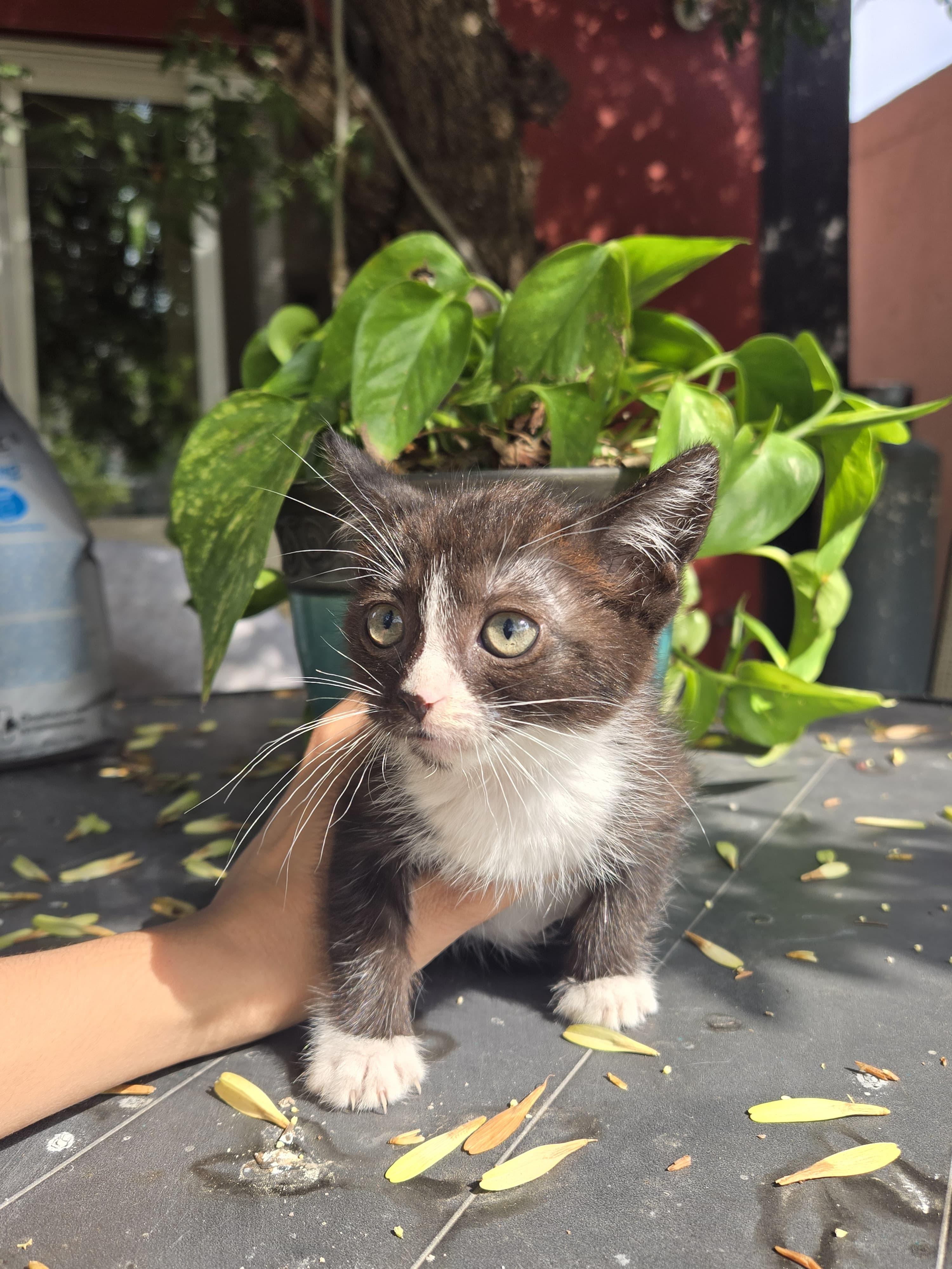 milo, a Adoptable mixed breed in Tijuana, BCN image 1/6