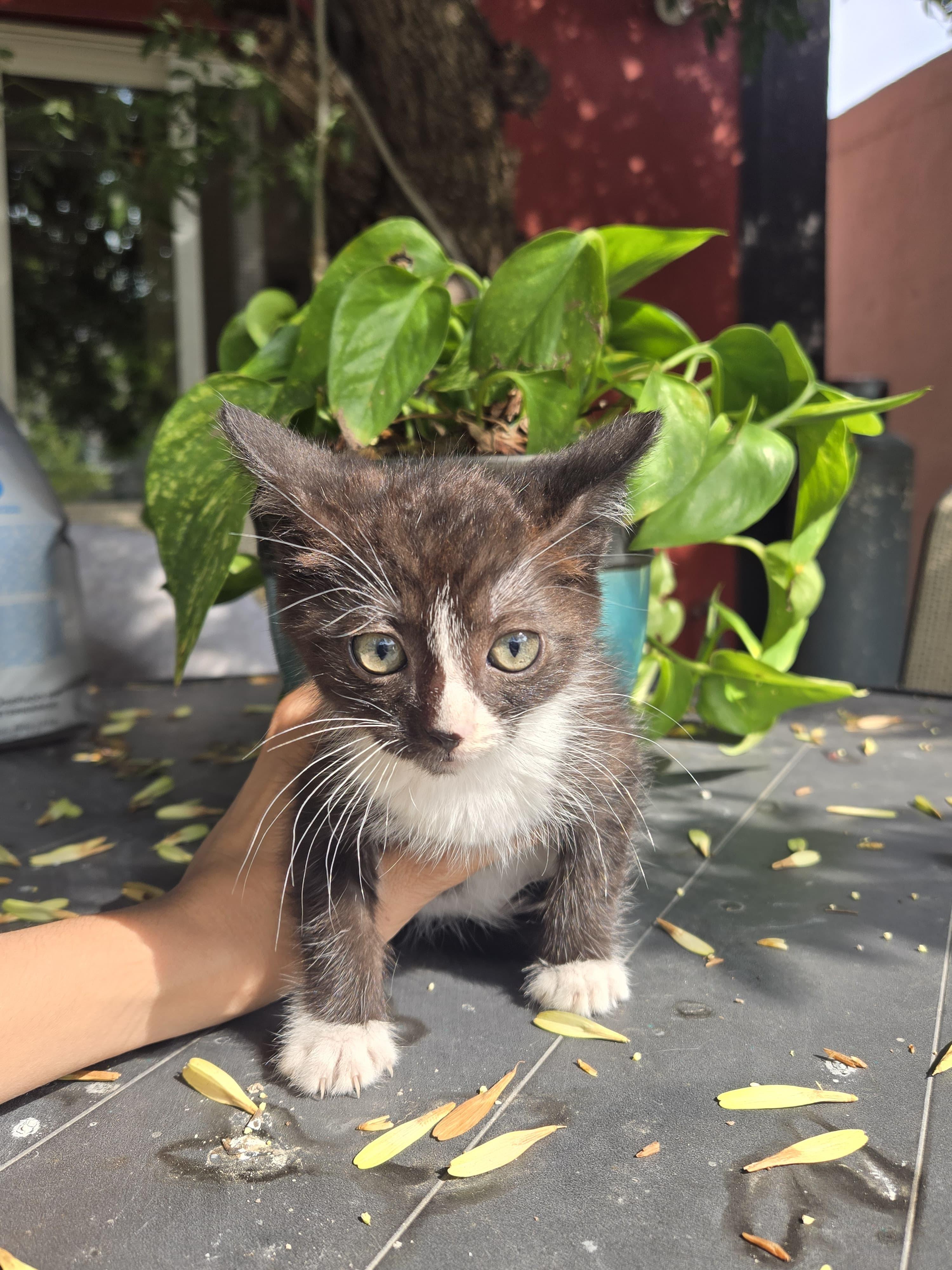 milo, a Adoptable mixed breed in Tijuana, BCN image 2/6