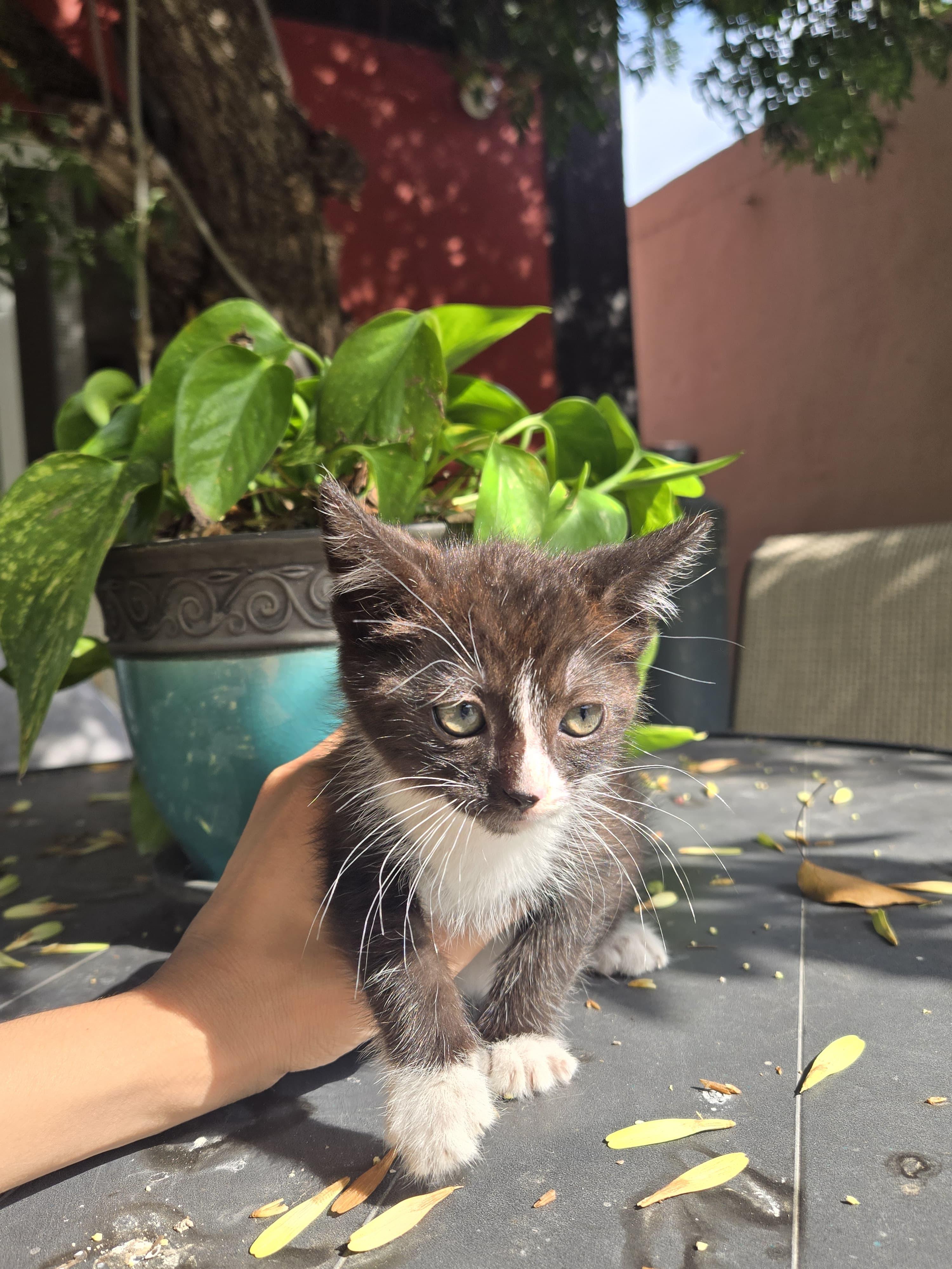 milo, a Adoptable mixed breed in Tijuana, BCN image 3/6
