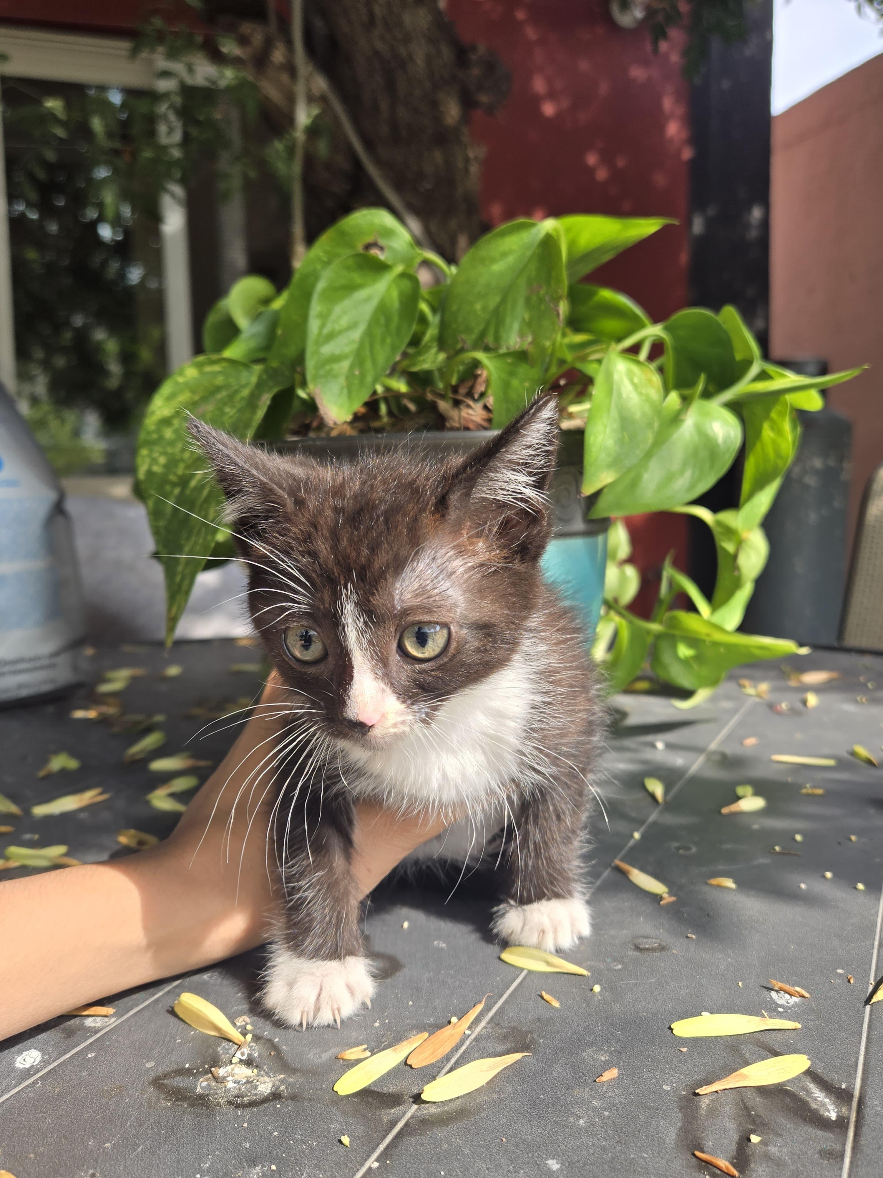 milo, a Adoptable mixed breed in Tijuana, BCN image 5/6