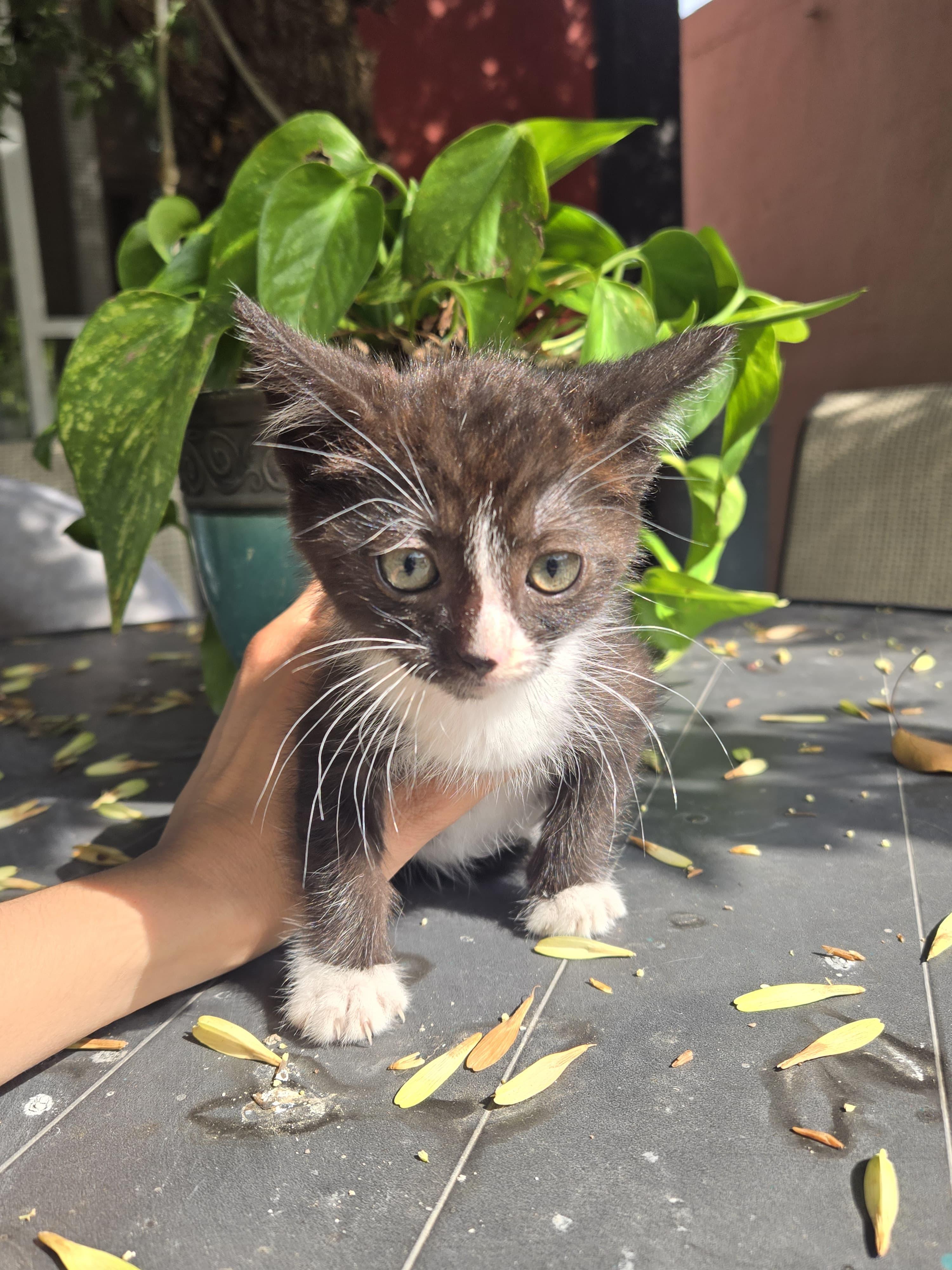 milo, a Adoptable mixed breed in Tijuana, BCN image 6/6