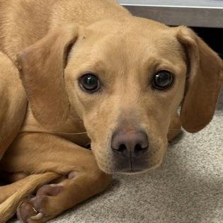 Lizzie, Adoptable, Young Female Yellow Labrador Retriever & Mixed Breed.
