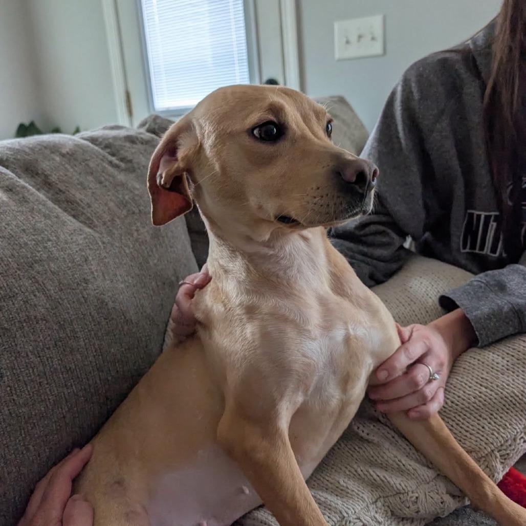 Enlarge Lizzie, a Adoptable mixed breed in North Charleston, SC image 2/6