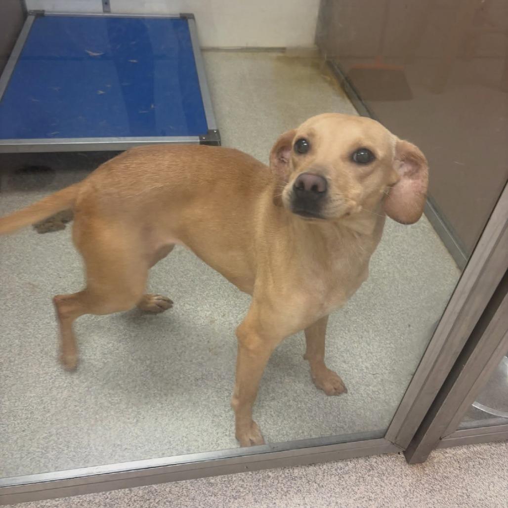 Enlarge Lizzie, a Adoptable mixed breed in North Charleston, SC image 3/6