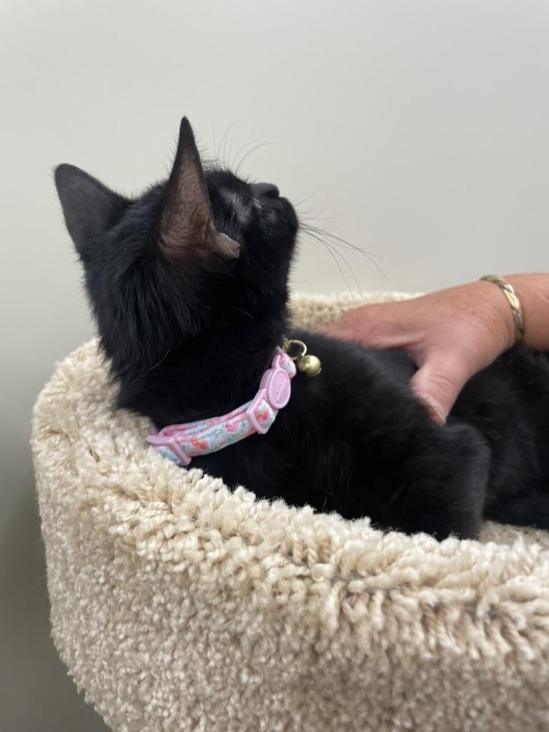 Lotto-Portofino PetSmart