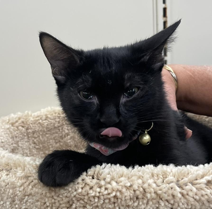 Lotto-Portofino PetSmart