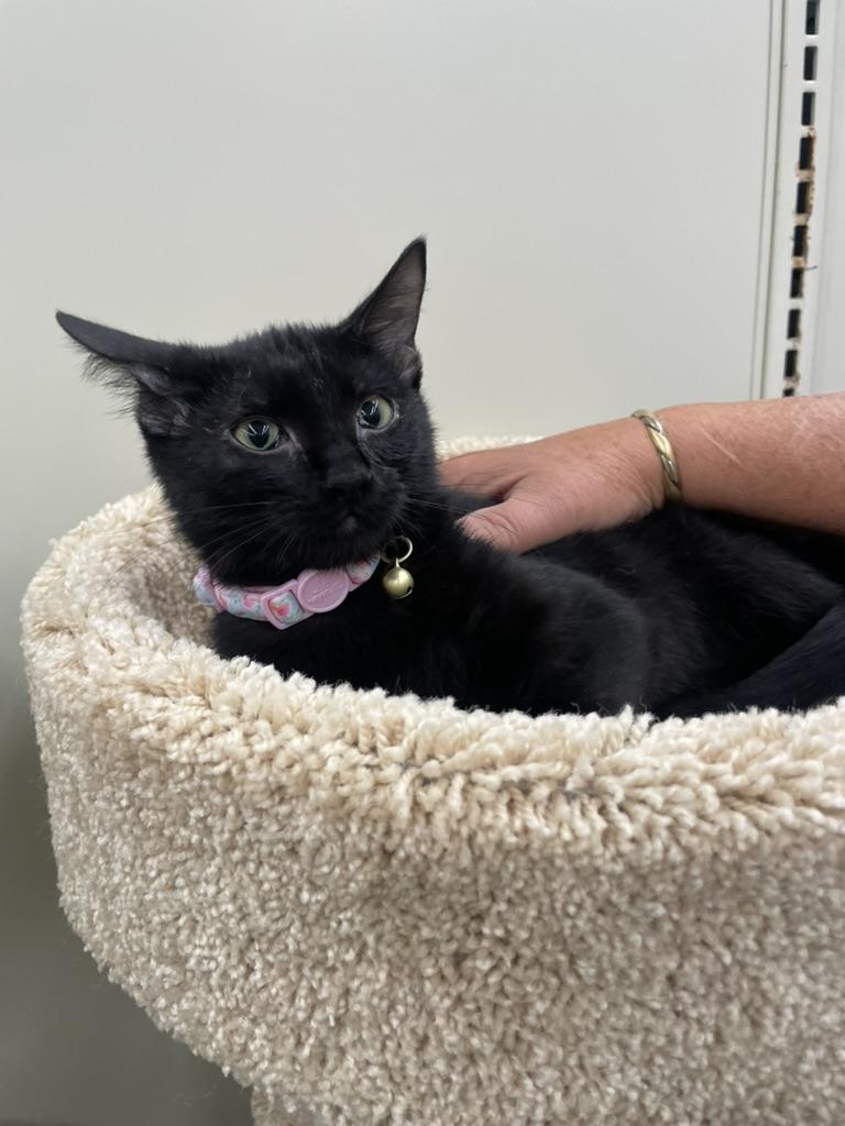 Lotto-Portofino PetSmart