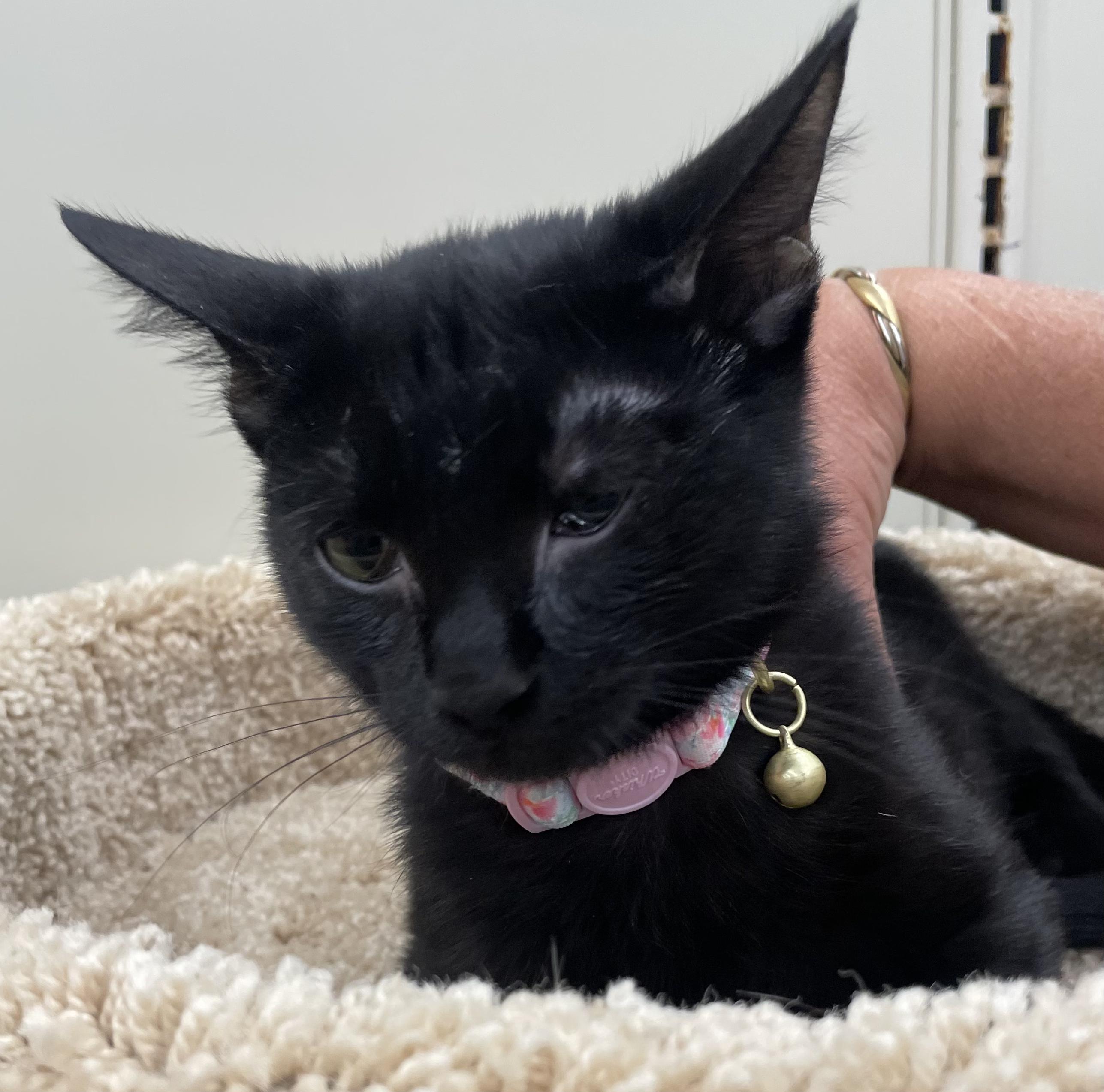 Lotto-Portofino PetSmart