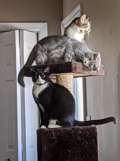 Heidi, Morgan and Garcia, Adoptable, Adult Female Domestic Short Hair.