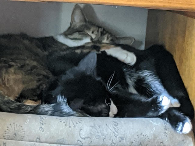 Enlarge Heidi, Morgan and Garcia, a Adoptable mixed breed in Fredericton, NB image 2/12