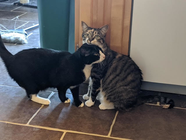 Enlarge Heidi, Morgan and Garcia, a Adoptable mixed breed in Fredericton, NB image 3/12