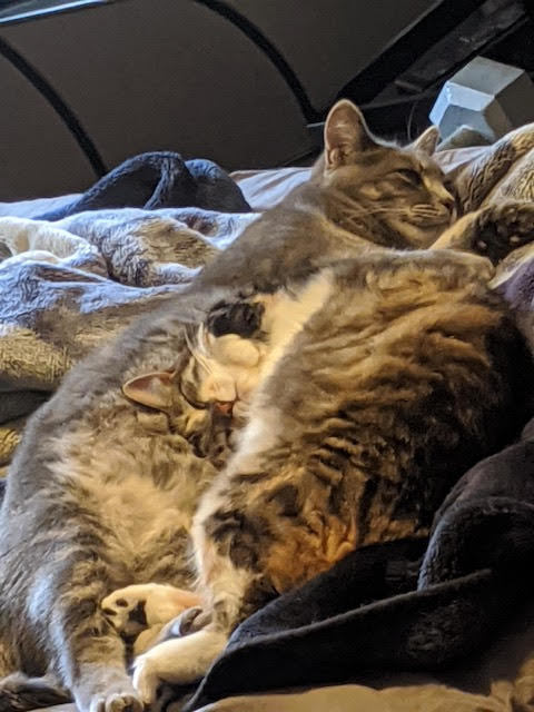 Enlarge Heidi, Morgan and Garcia, a Adoptable mixed breed in Fredericton, NB image 4/12