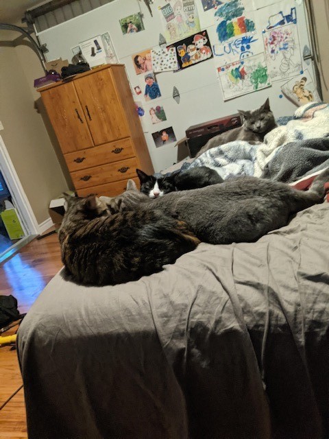 Enlarge Heidi, Morgan and Garcia, a Adoptable mixed breed in Fredericton, NB image 5/12