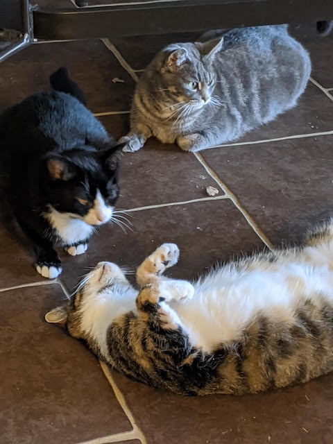 Enlarge Heidi, Morgan and Garcia, a Adoptable mixed breed in Fredericton, NB image 6/12