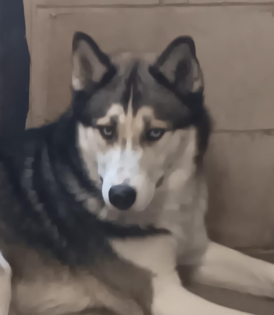 Simon, a Adoptable Husky in Saint James, MN image 1/3