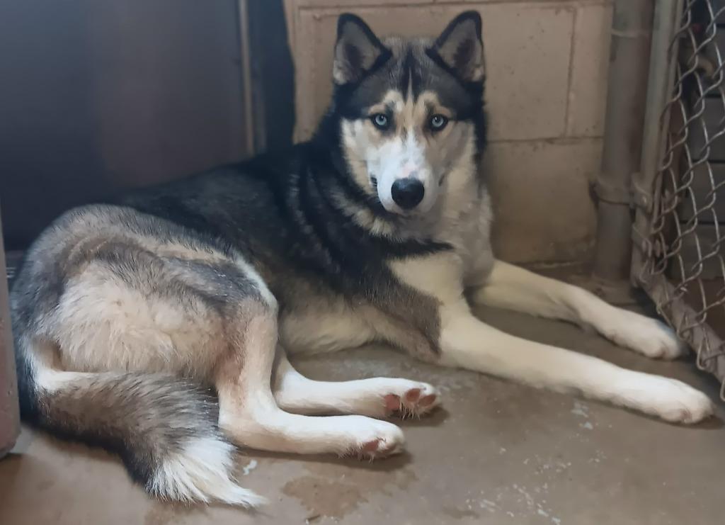 Simon, a Adoptable Husky in Saint James, MN image 2/3