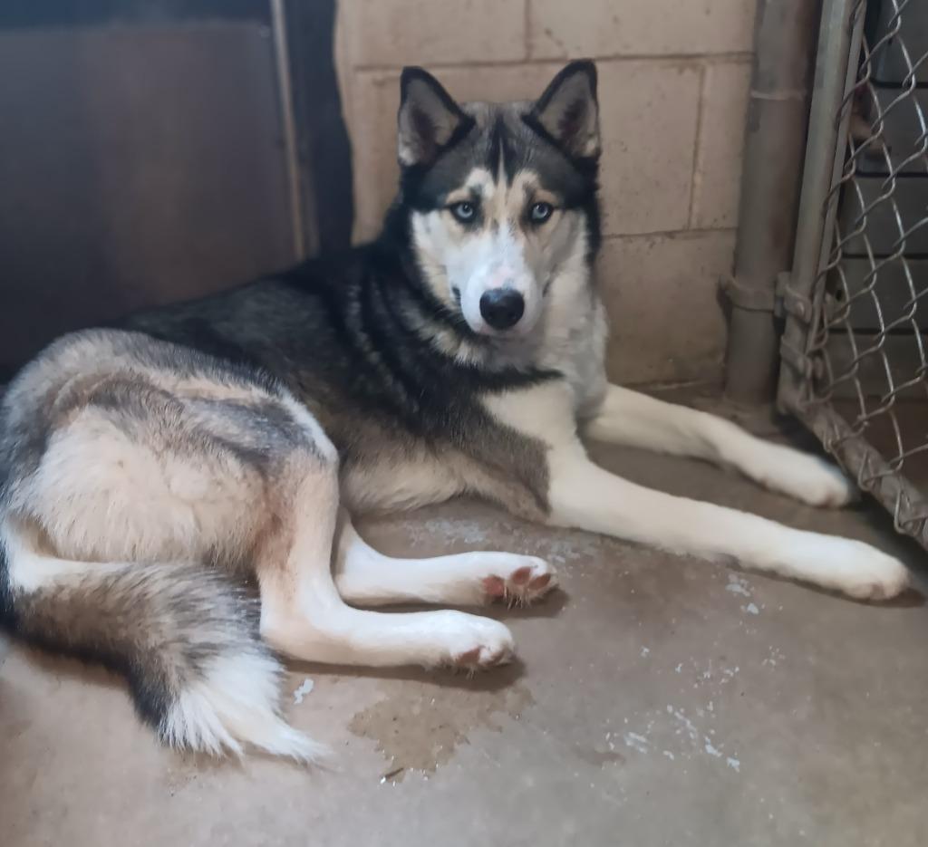 Simon, a Adoptable Husky in Saint James, MN image 3/3