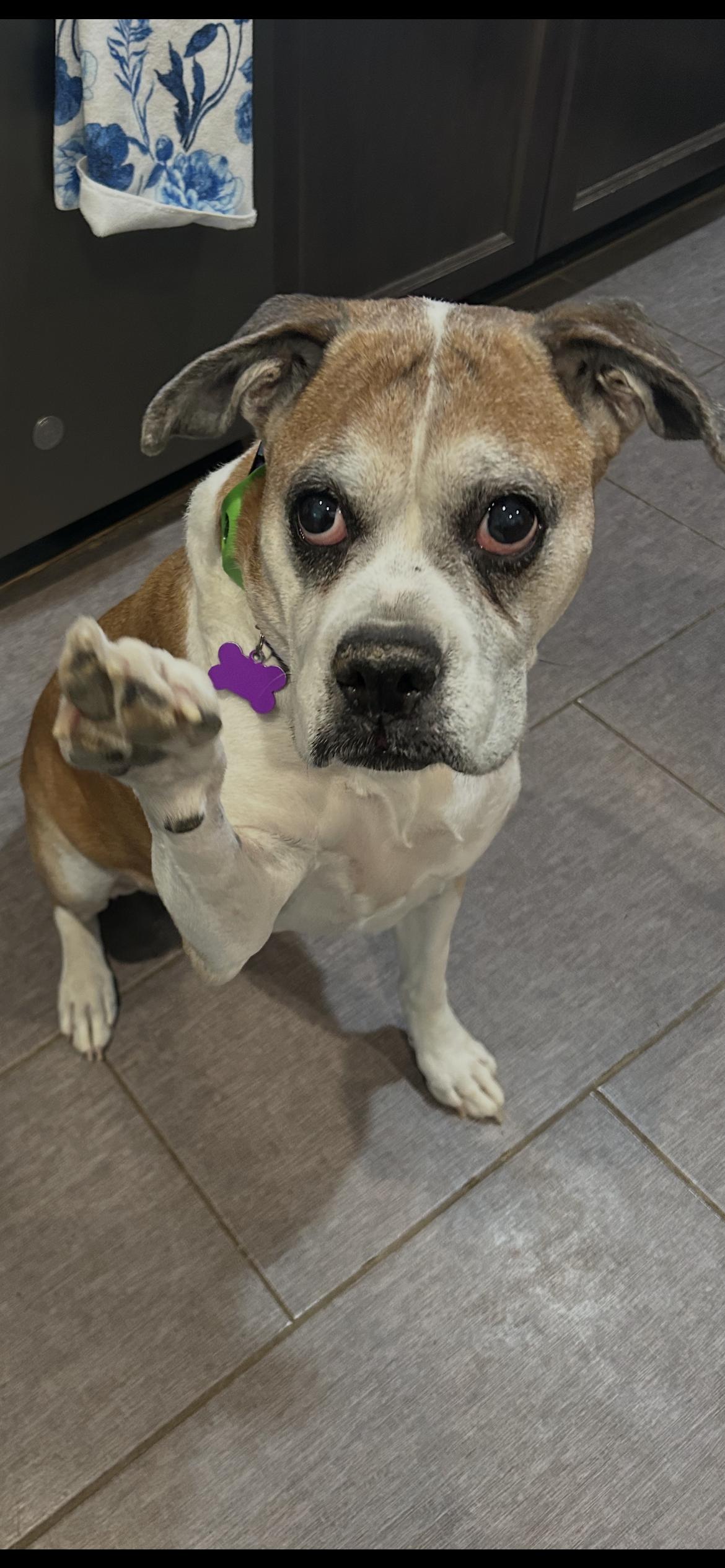 Miss Sammy, a Adoptable Boxer in Owatonna, MN image 1/3