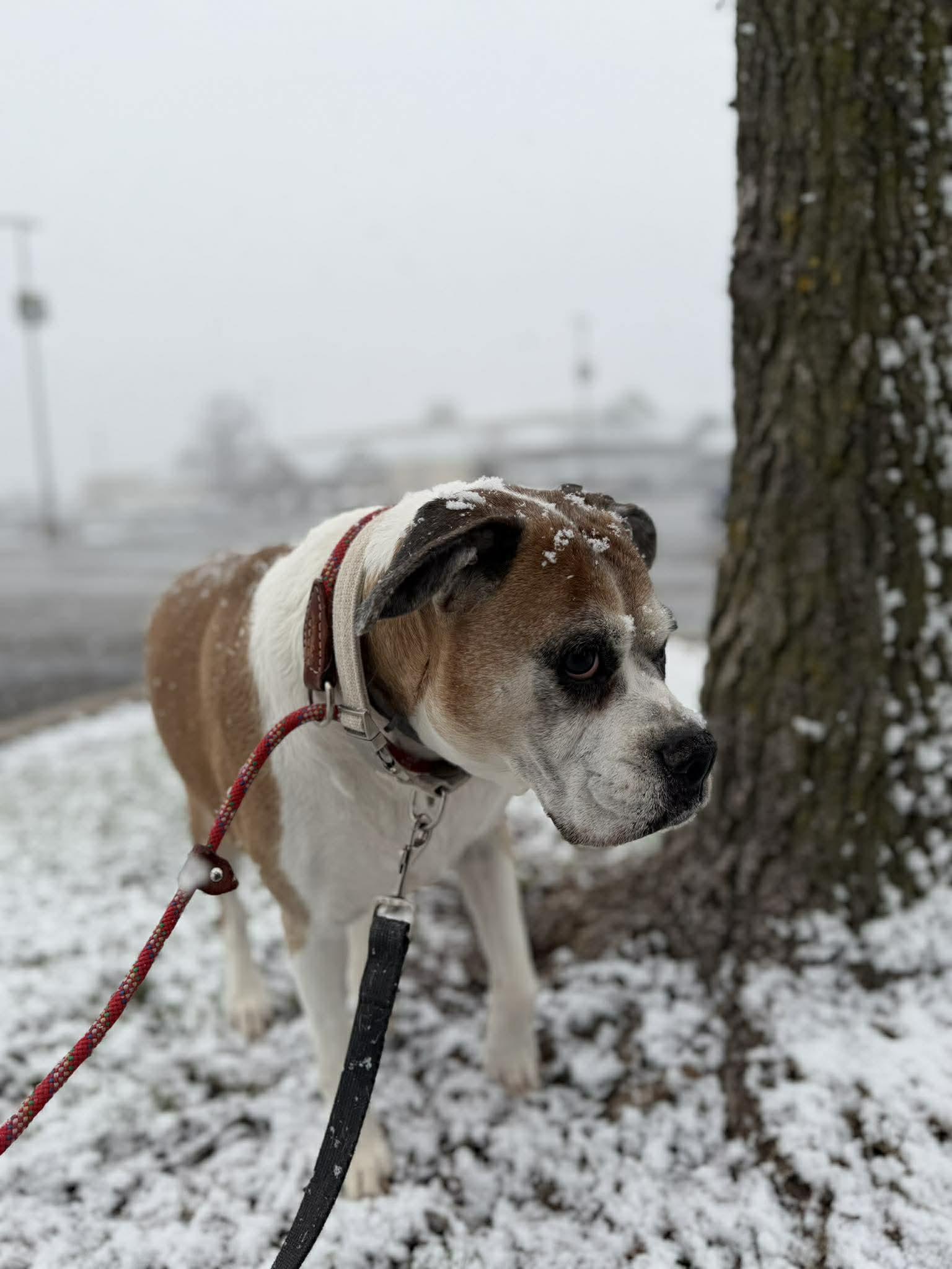 Enlarge Miss Sammy, a Adoptable Boxer in Owatonna, MN image 1/3