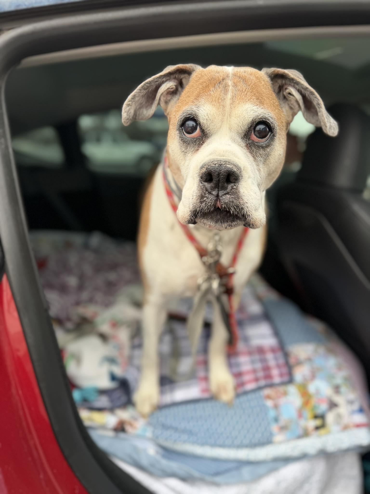 Enlarge Miss Sammy, a Adoptable Boxer in Owatonna, MN image 2/3