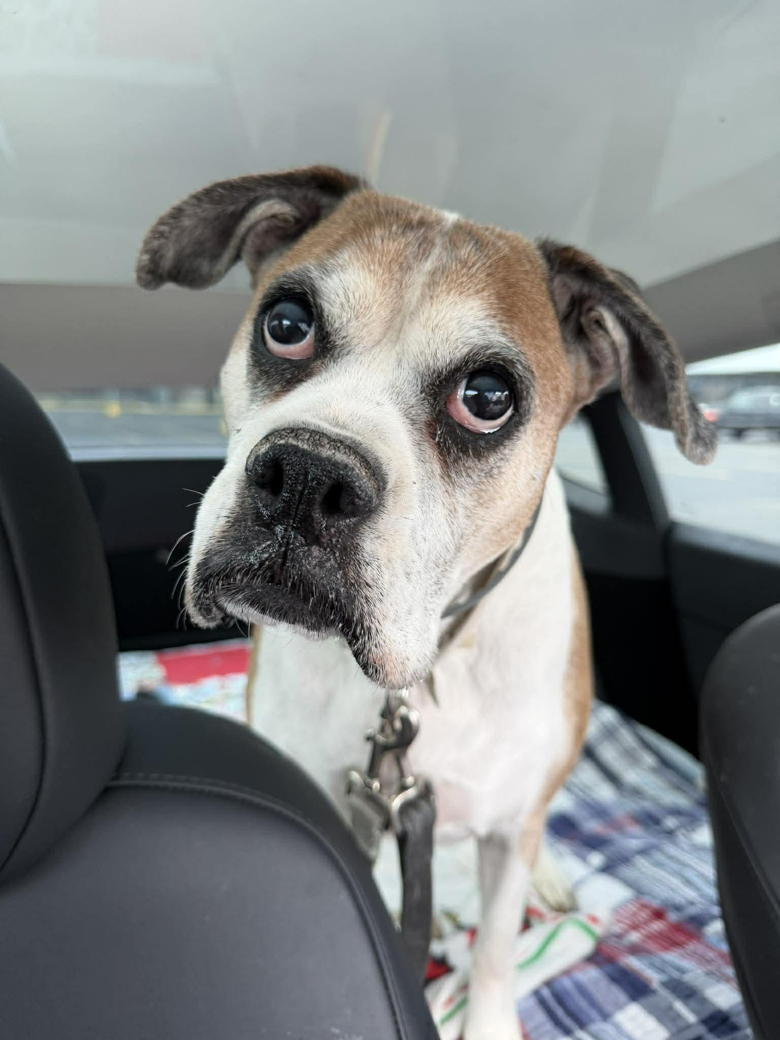 Enlarge Miss Sammy, a Adoptable Boxer in Owatonna, MN image 3/3