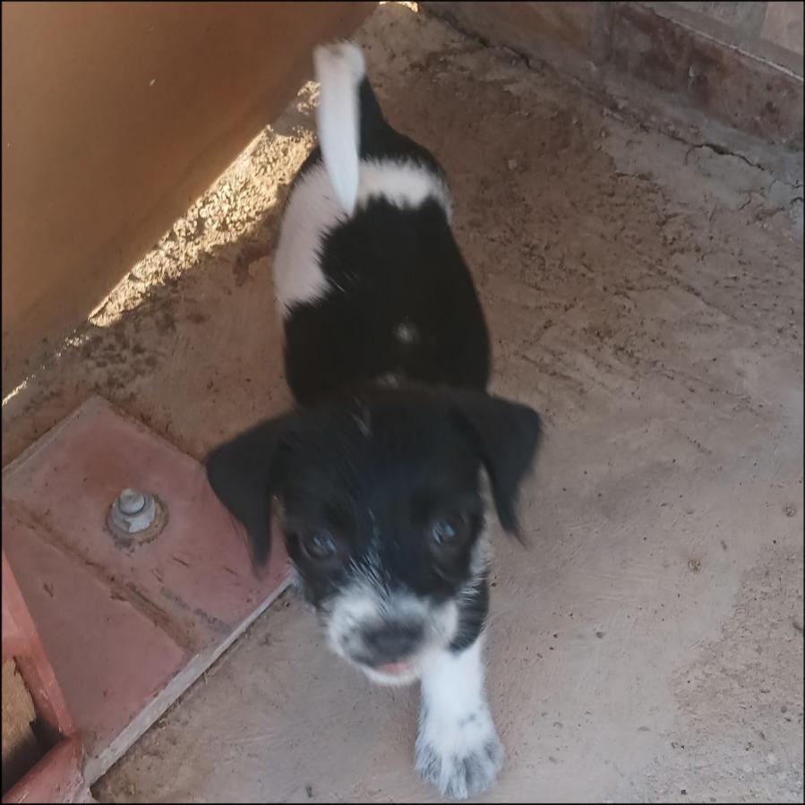 Atlas, Adoptable, Puppy Male Border Terrier & Border Collie.