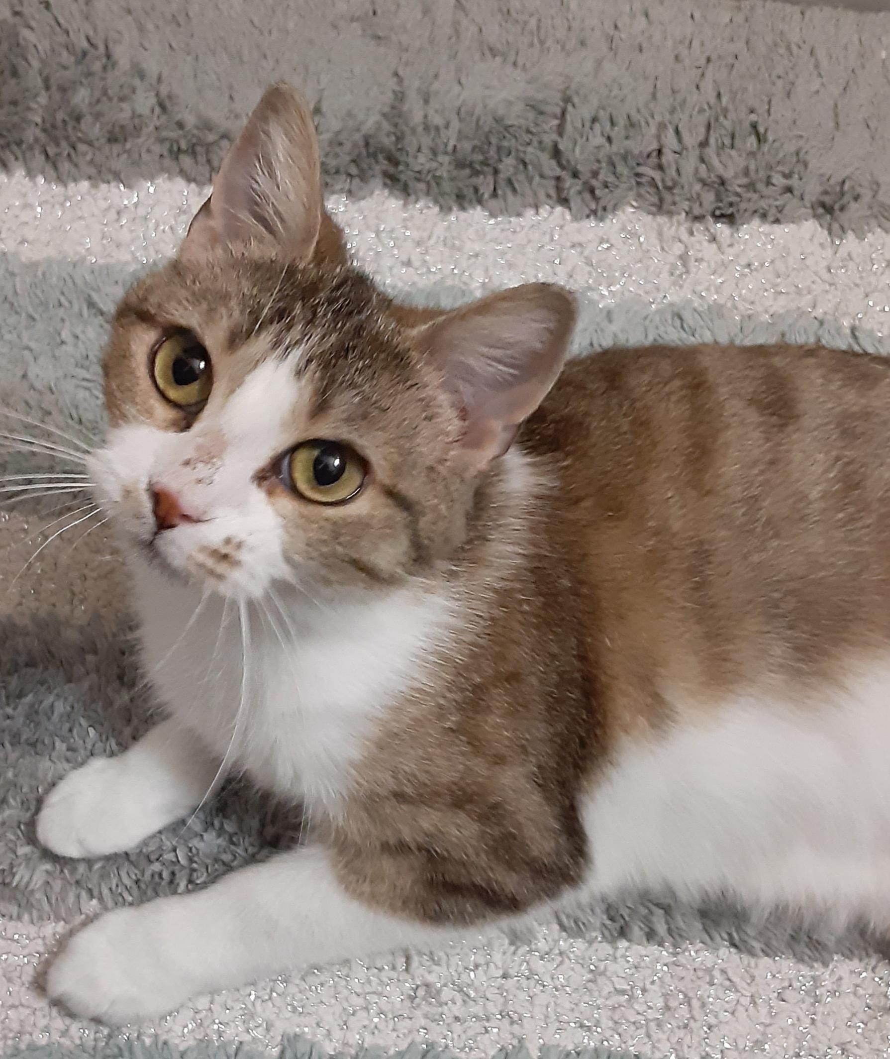 Enlarge Piper, a Adoptable Domestic Short Hair in Kearney, NE image 2/2