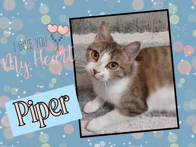 Enlarge Piper, a Adoptable Domestic Short Hair in Kearney, NE image 1/2