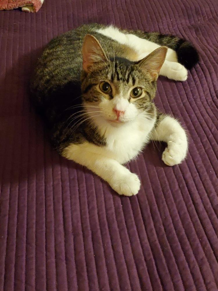 Sam, Adoptable, Young Male Domestic Short Hair.