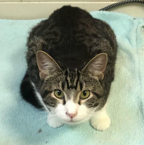 Enlarge Sam, a Adoptable Domestic Short Hair in Danville, KY image 2/3