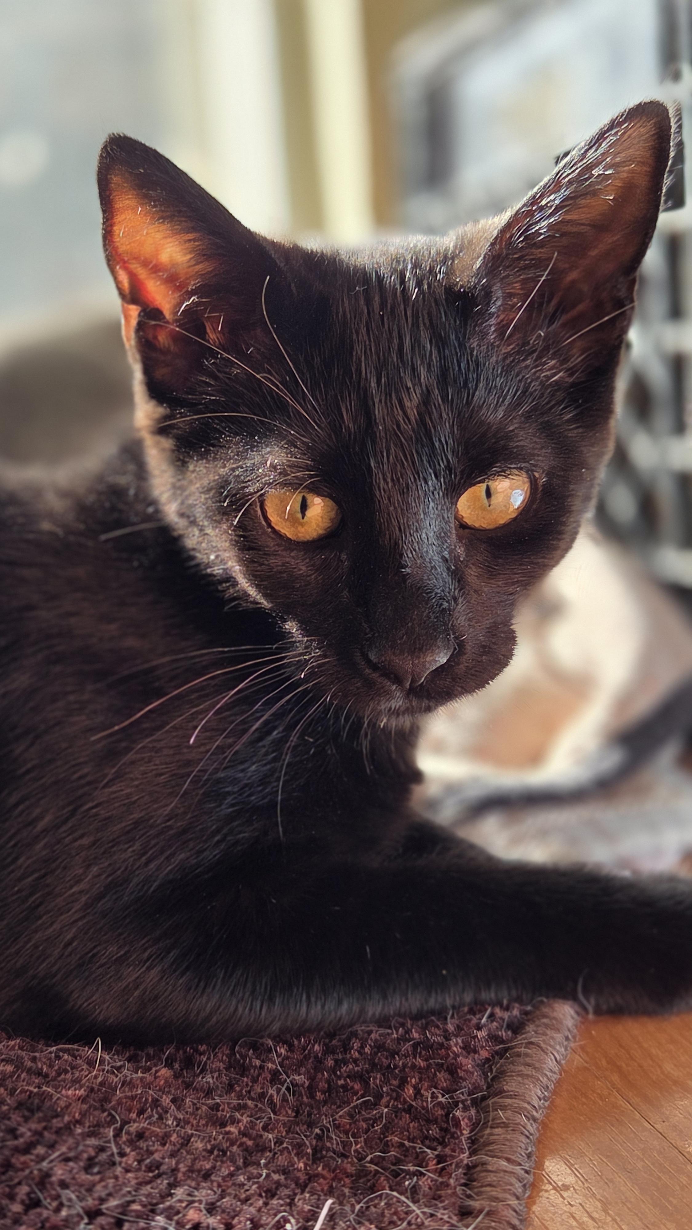 Wilma Domestic Short Hair Cat