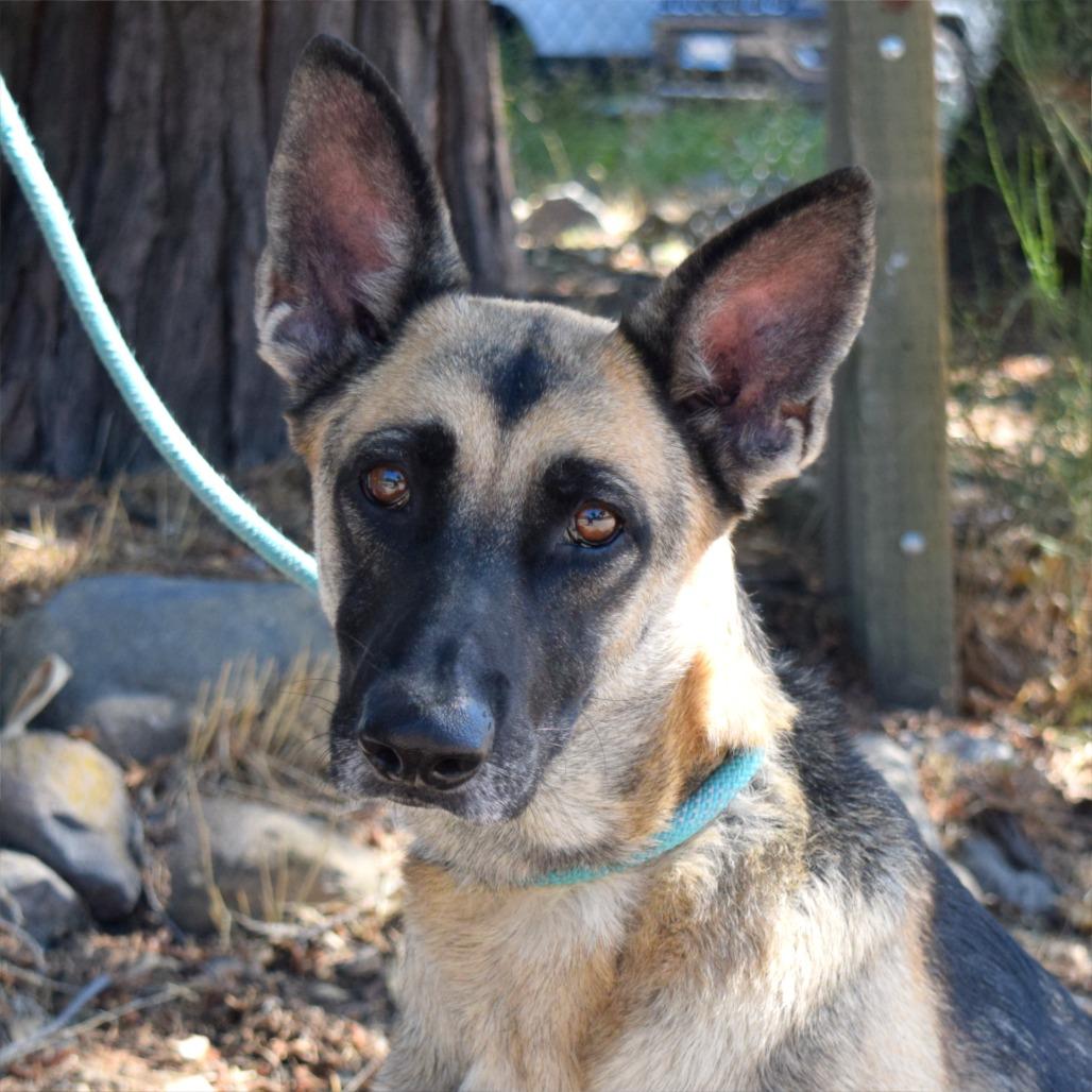 Enlarge Zadie, a Adoptable German Shepherd Dog in Mount Shasta, CA image 1/6