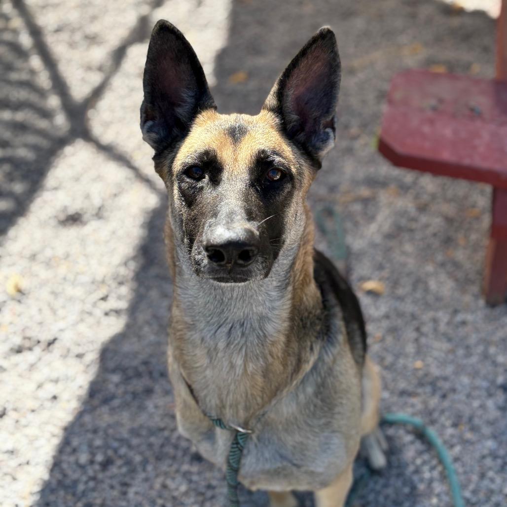 Enlarge Zadie, a Adoptable German Shepherd Dog in Mount Shasta, CA image 3/6