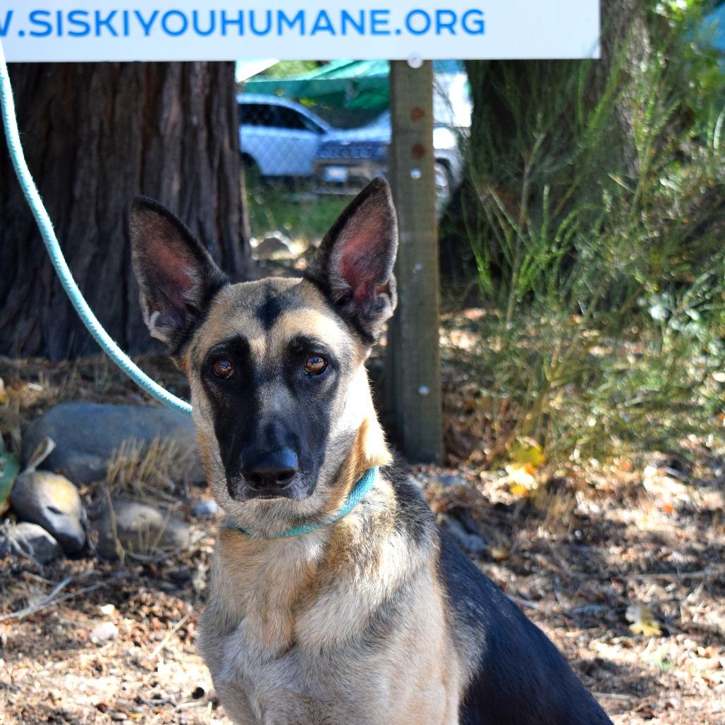 Enlarge Zadie, a Adoptable German Shepherd Dog in Mount Shasta, CA image 4/6