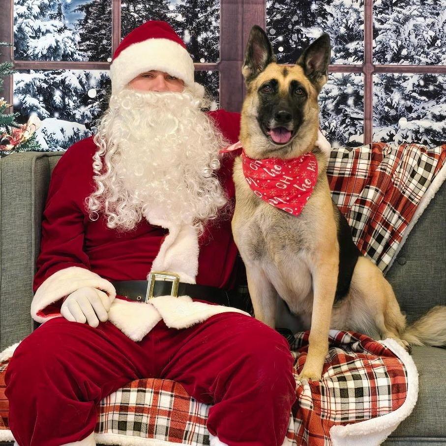 Enlarge Zadie, a Adoptable German Shepherd Dog in Mount Shasta, CA image 5/6