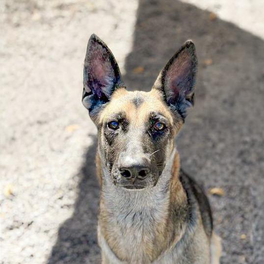 Enlarge Zadie, a Adoptable German Shepherd Dog in Mount Shasta, CA image 6/6
