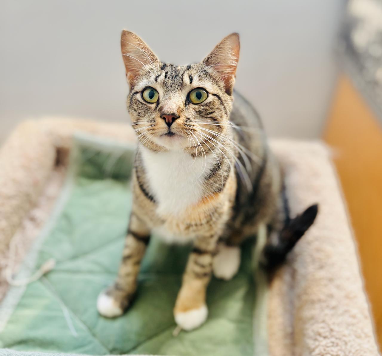 Missy, an adoptable Domestic Short Hair in St Stephen, NB, E3L 2X2 | Photo Image 1