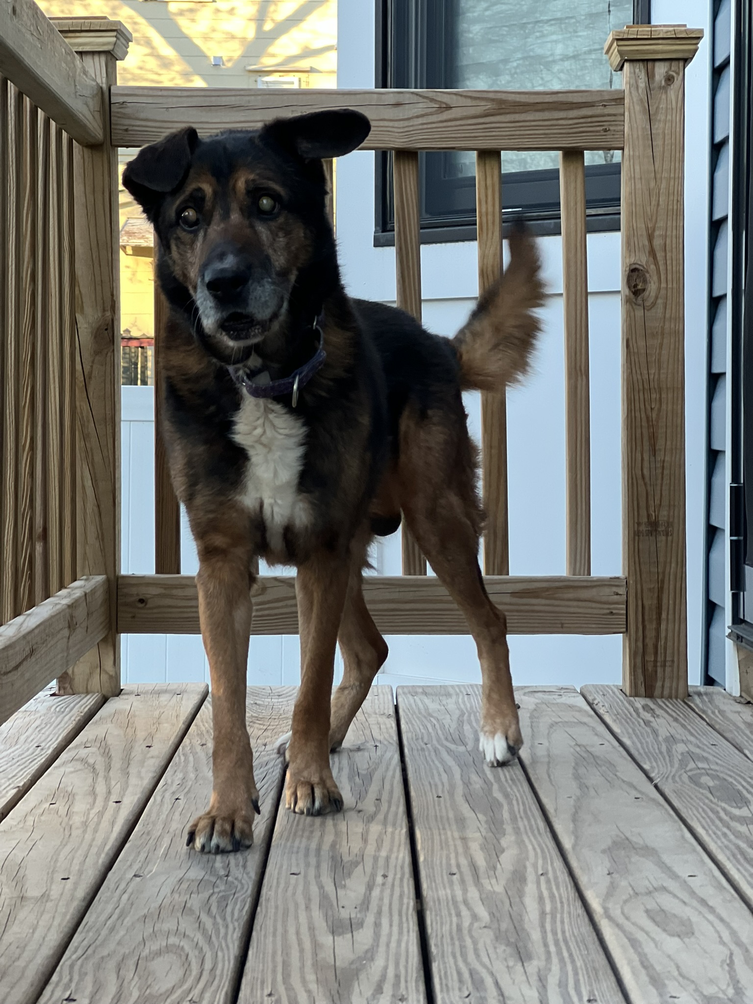 Enlarge Amos, a Adopted German Shepherd Dog in Palisades Park, NJ image 4/6