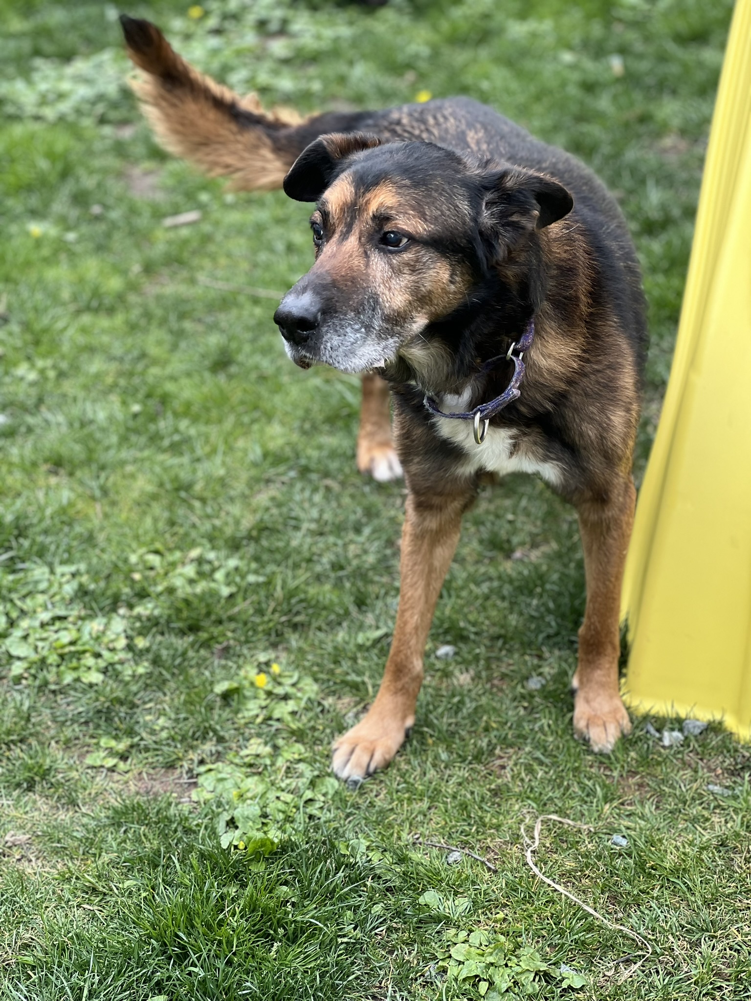 Enlarge Amos, a Adopted German Shepherd Dog in Palisades Park, NJ image 3/6
