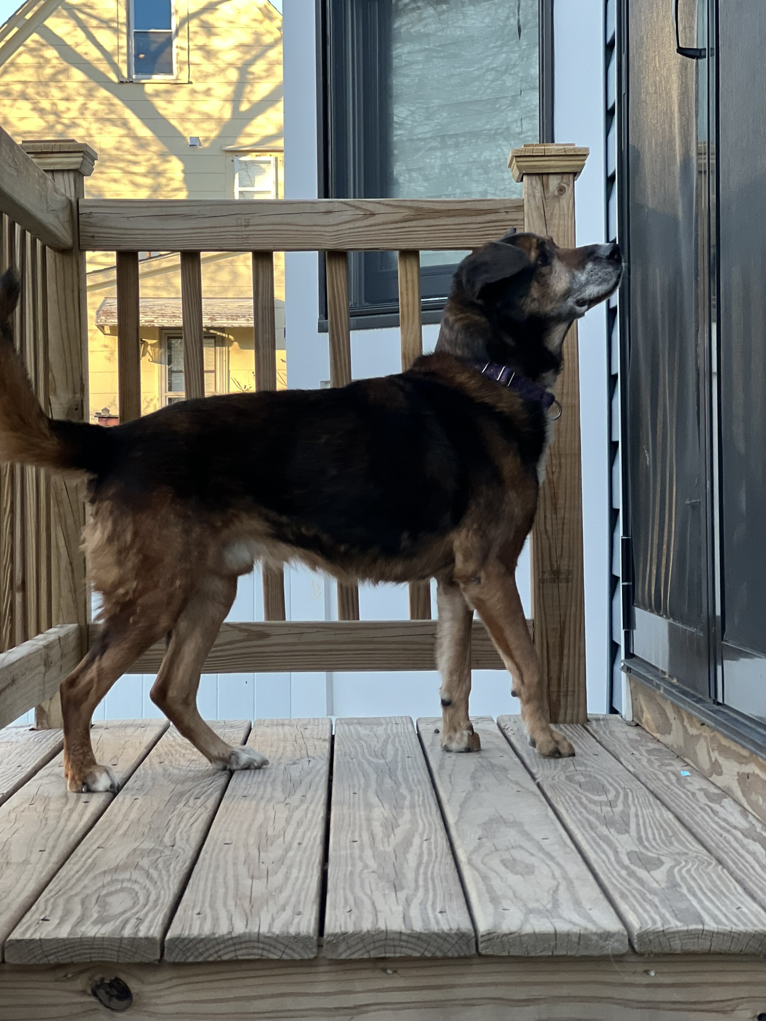 Enlarge Amos, a Adopted German Shepherd Dog in Palisades Park, NJ image 6/6