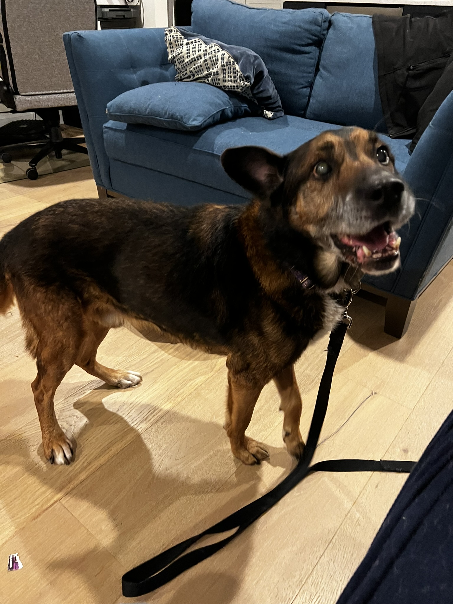 Enlarge Amos, a Adopted German Shepherd Dog in Palisades Park, NJ image 5/6