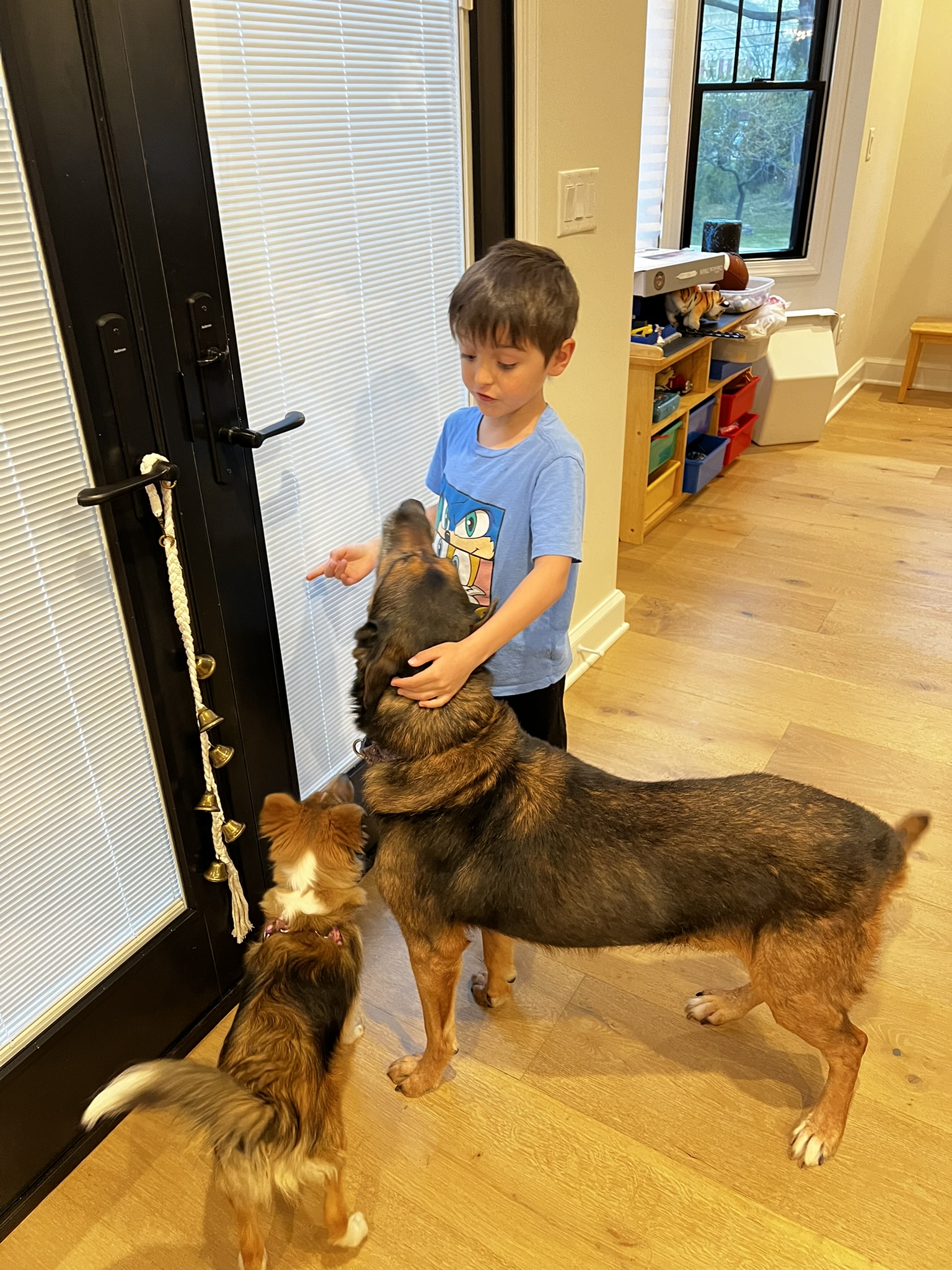 Enlarge Amos, a Adopted German Shepherd Dog in Palisades Park, NJ image 2/6