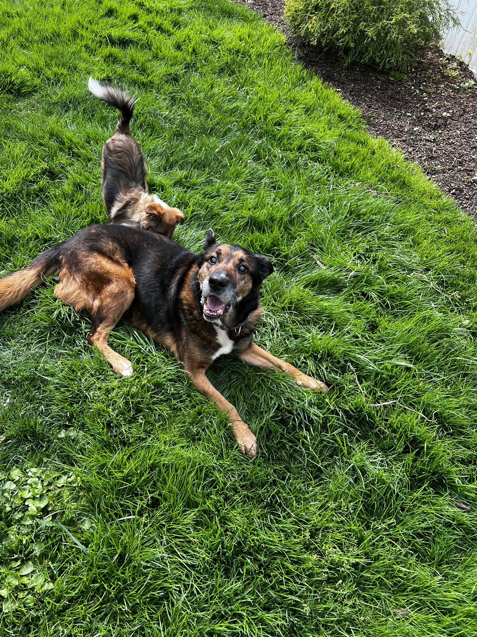 Enlarge Amos, a Adopted German Shepherd Dog in Palisades Park, NJ image 1/6