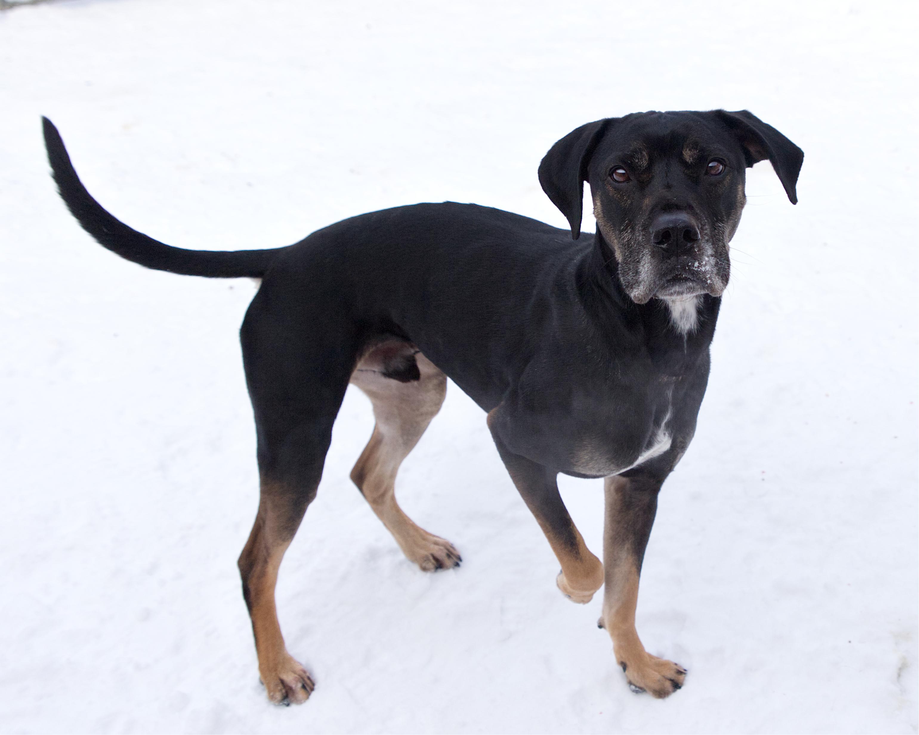 Enlarge Stanley, an adoptable mixed breed in Winnipeg, MB image 2/3