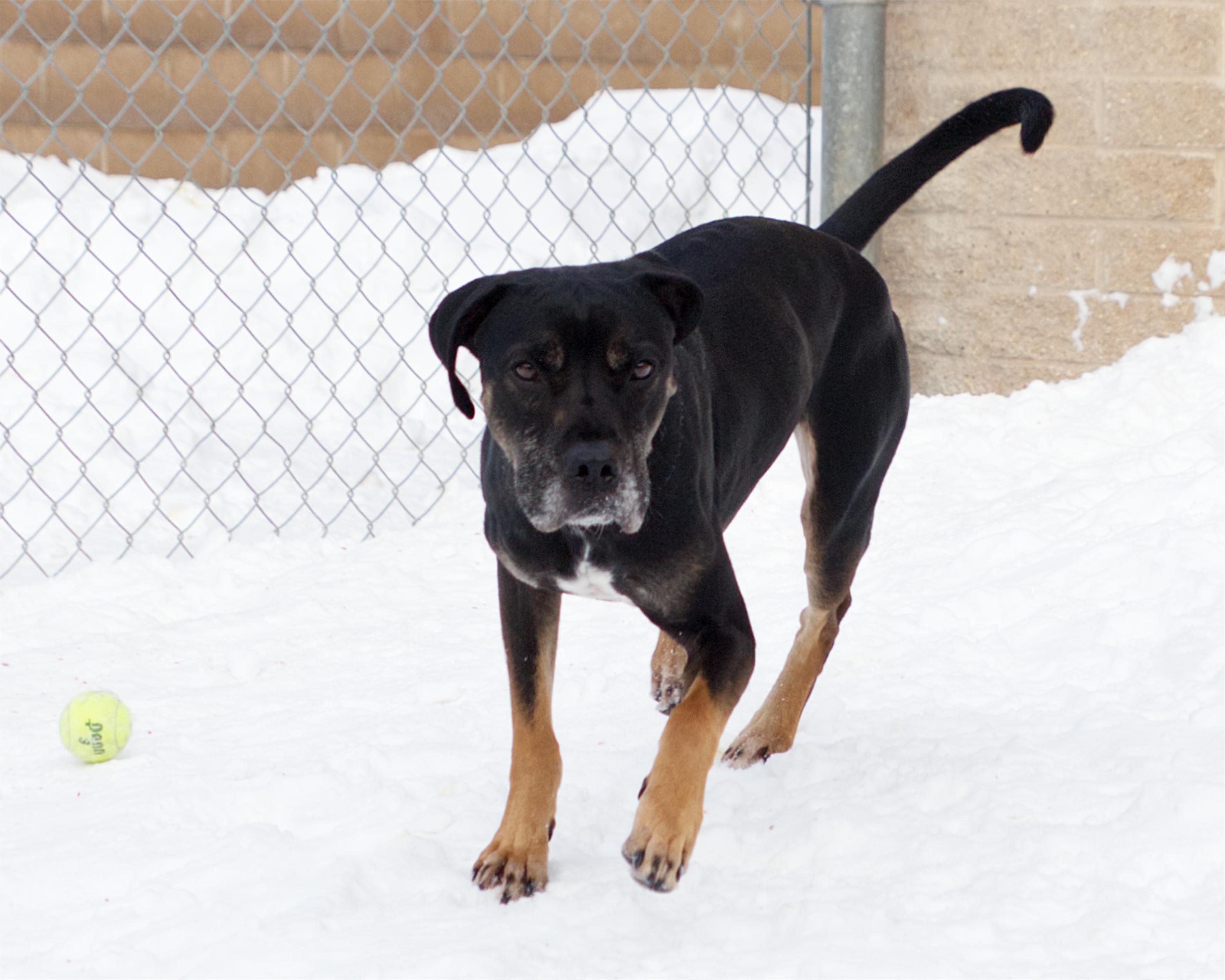 Enlarge Stanley, an adoptable mixed breed in Winnipeg, MB image 3/3