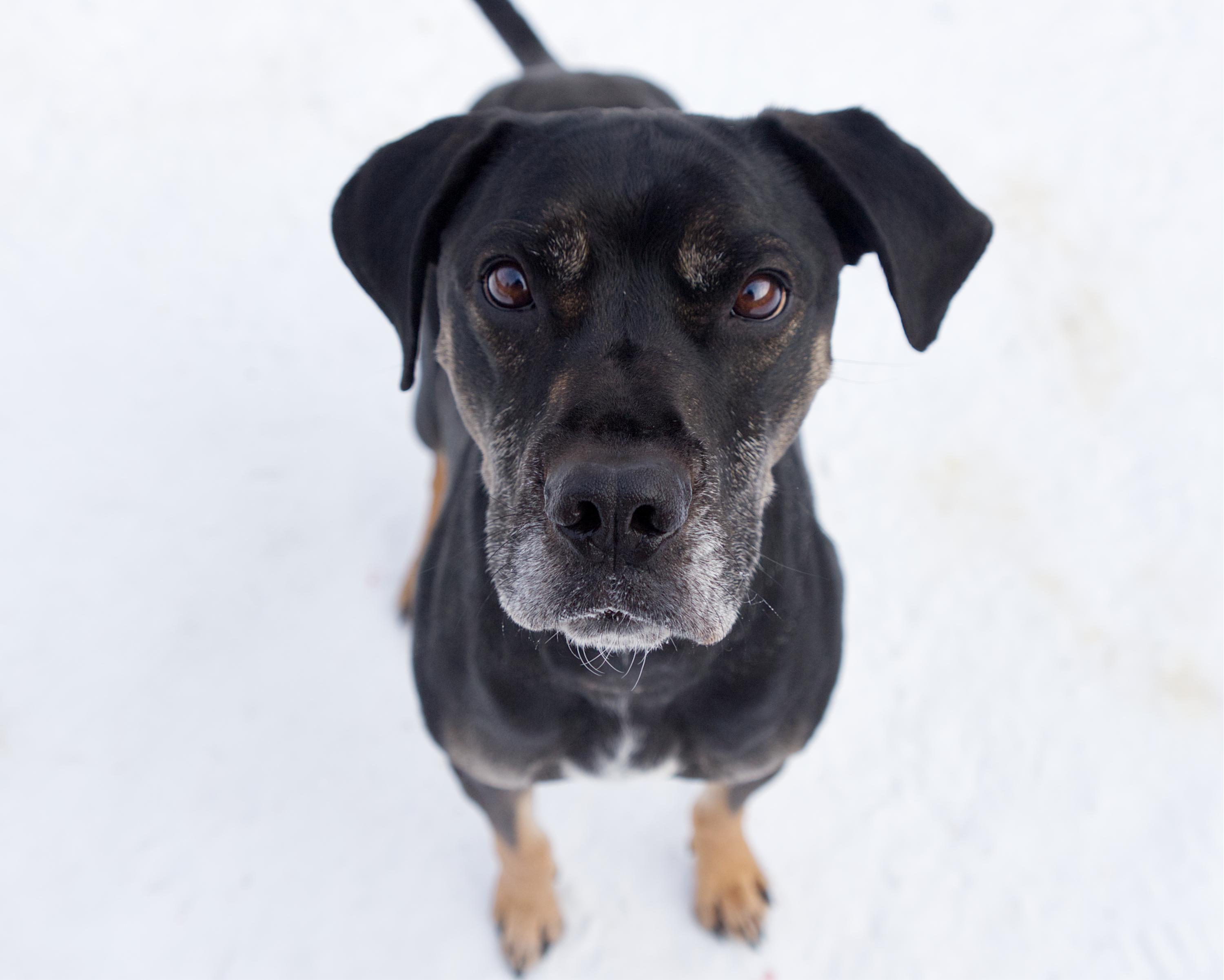 Enlarge Stanley, an adoptable mixed breed in Winnipeg, MB image 1/3