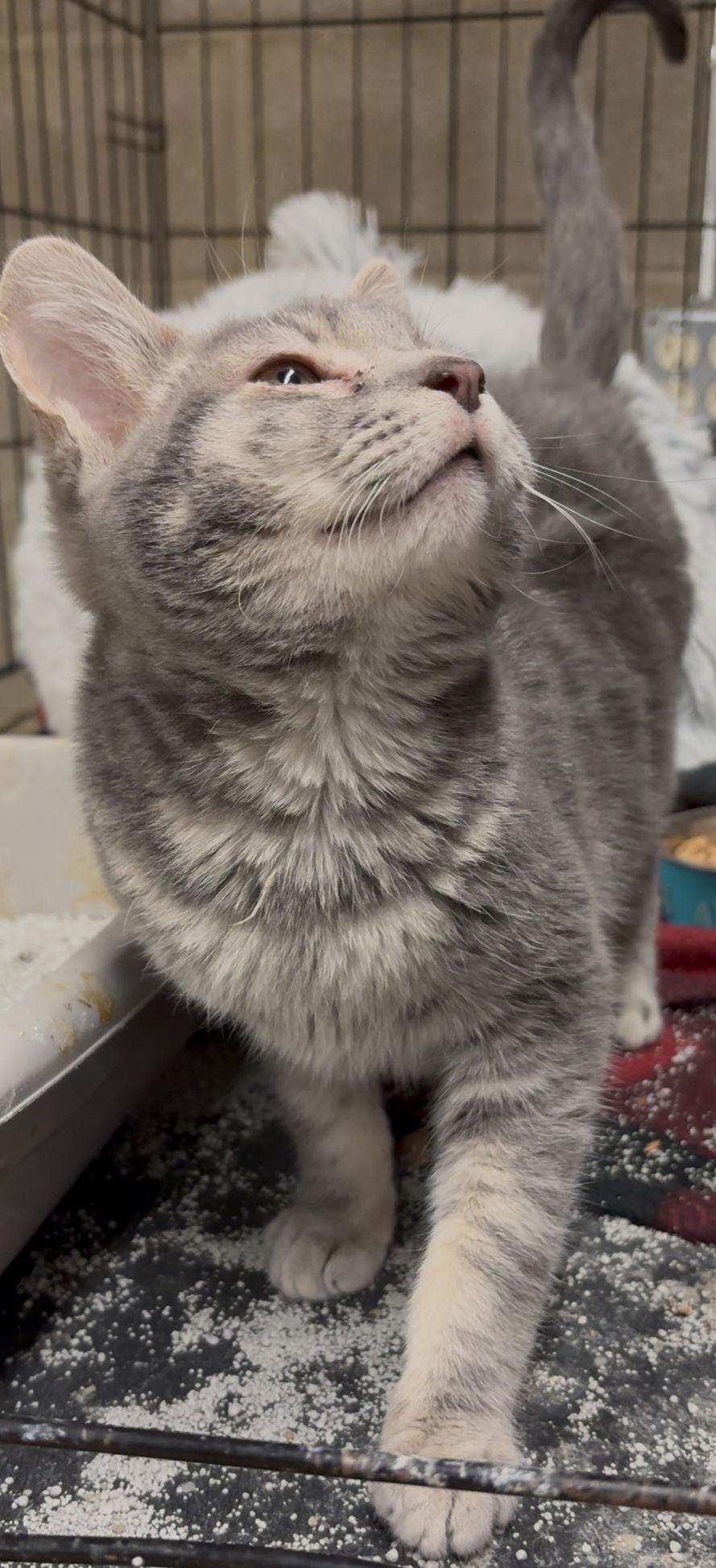 Enlarge Gus, a Adoptable Domestic Short Hair in Cuyahoga Falls, OH image 1/2