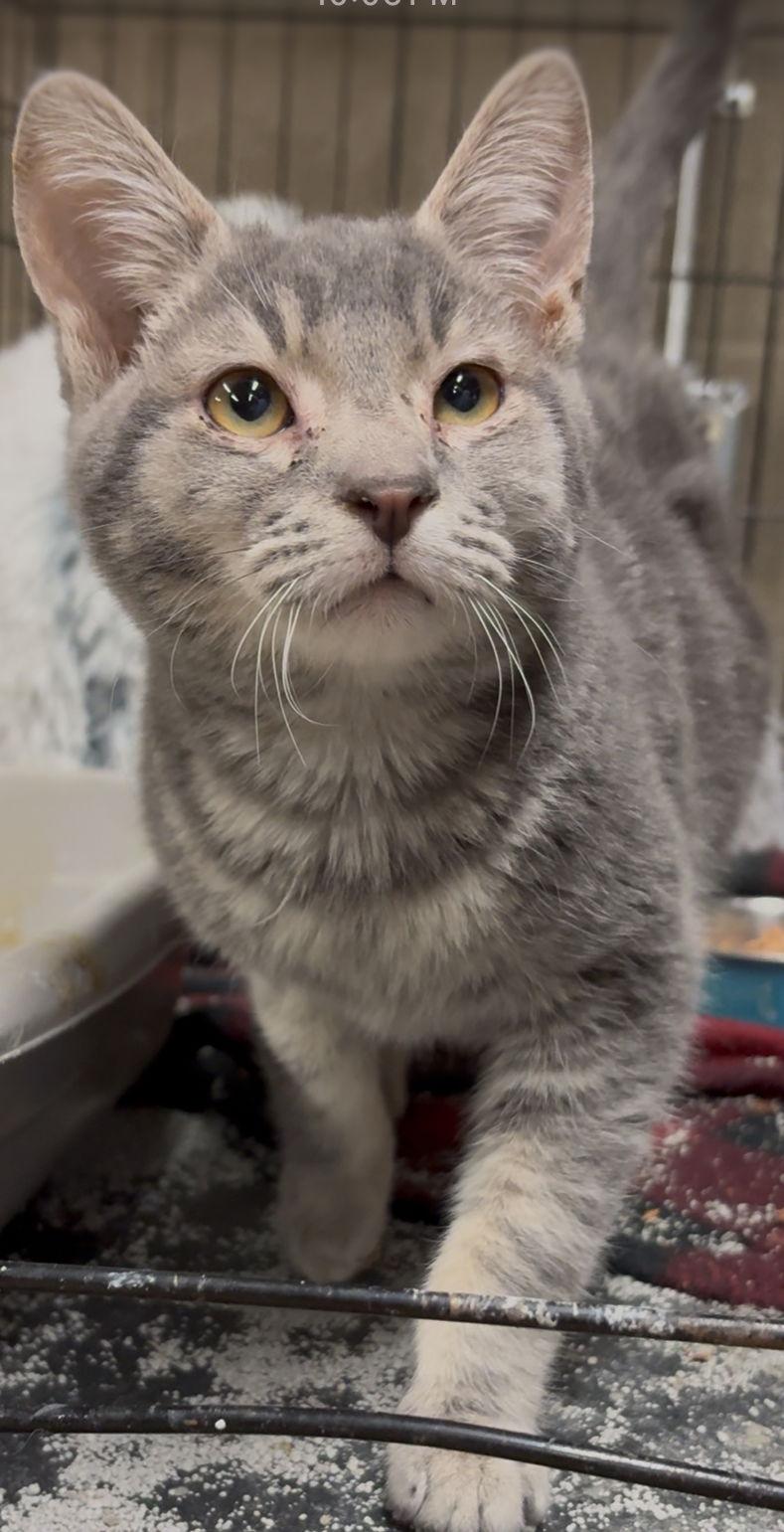 Enlarge Gus, a Adoptable Domestic Short Hair in Cuyahoga Falls, OH image 2/2