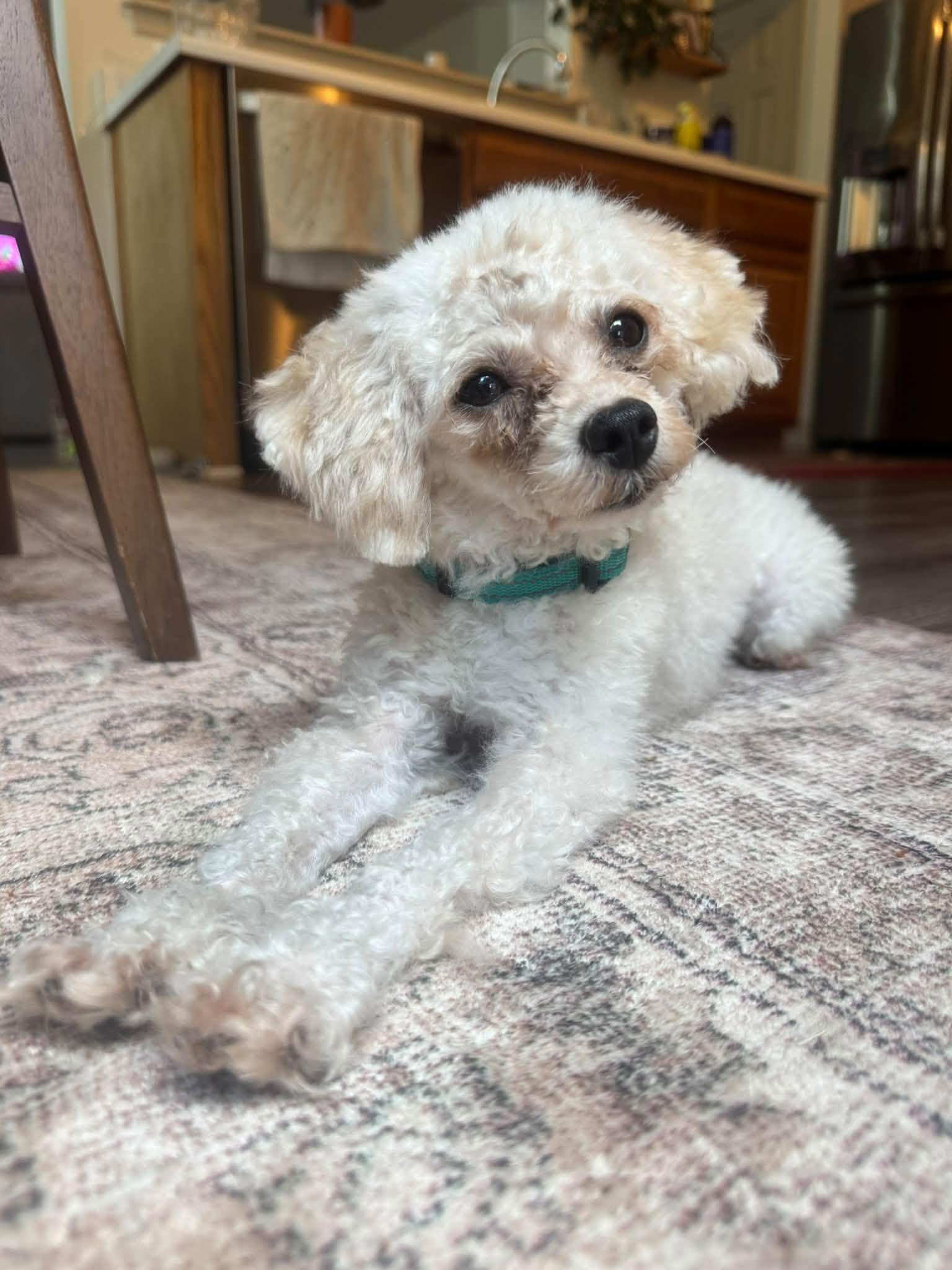 Moonpie, Adoptable, Young Male Poodle.